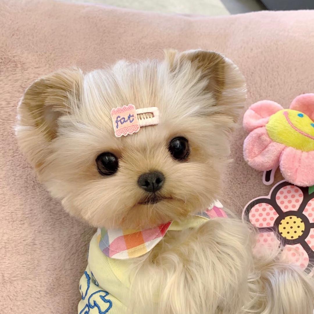 美美子宠物服饰