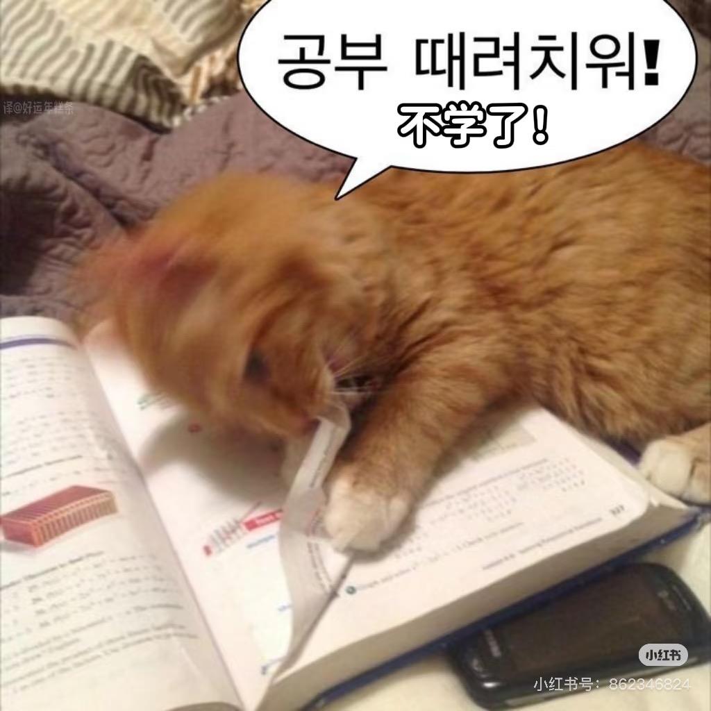面面包包猫