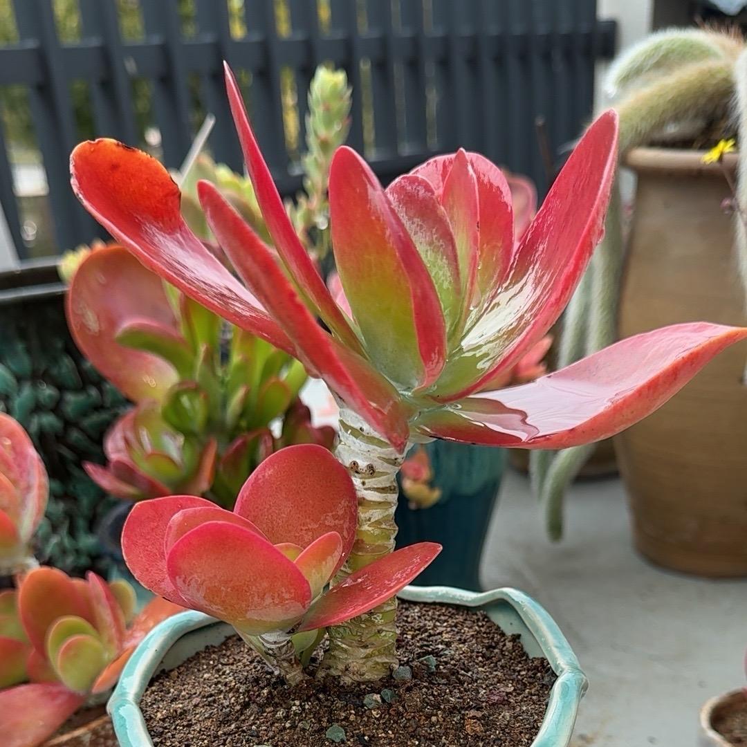 魔族旭阳（11点20-13点20开播）