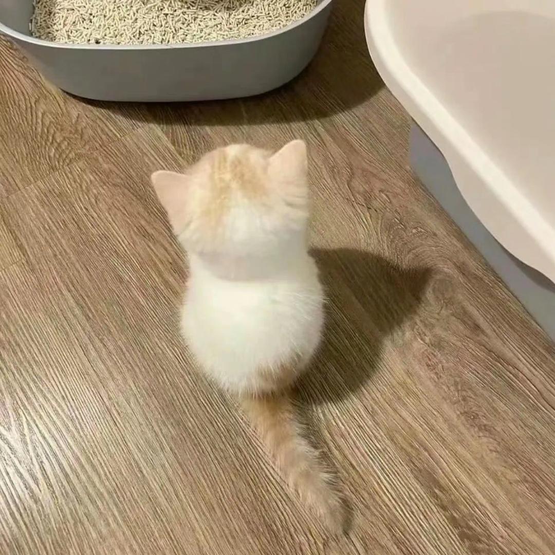 麦了fo冷