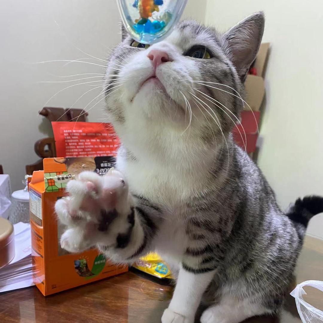 大爪子小白
