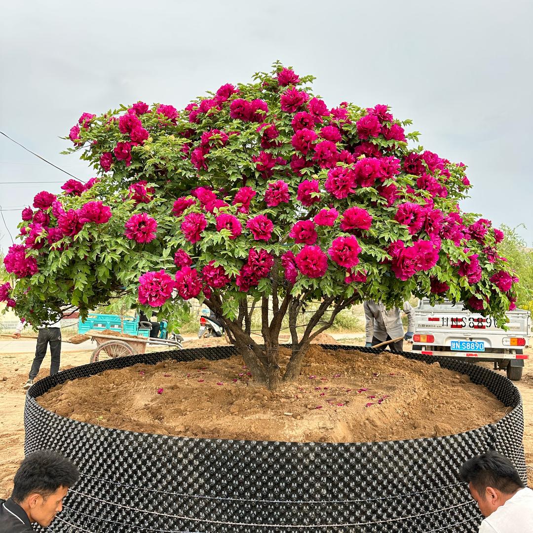 百年紫斑牡丹！