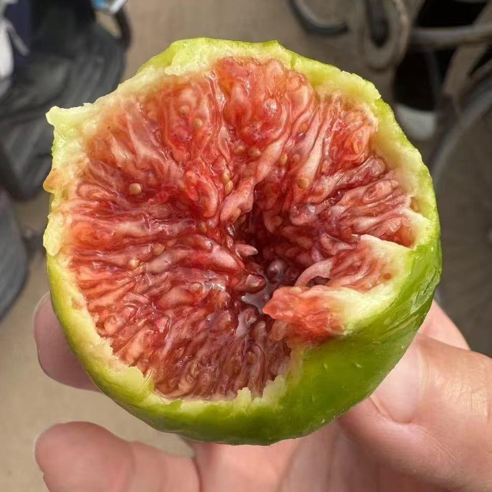 威海鸿鑫水果无花果农场