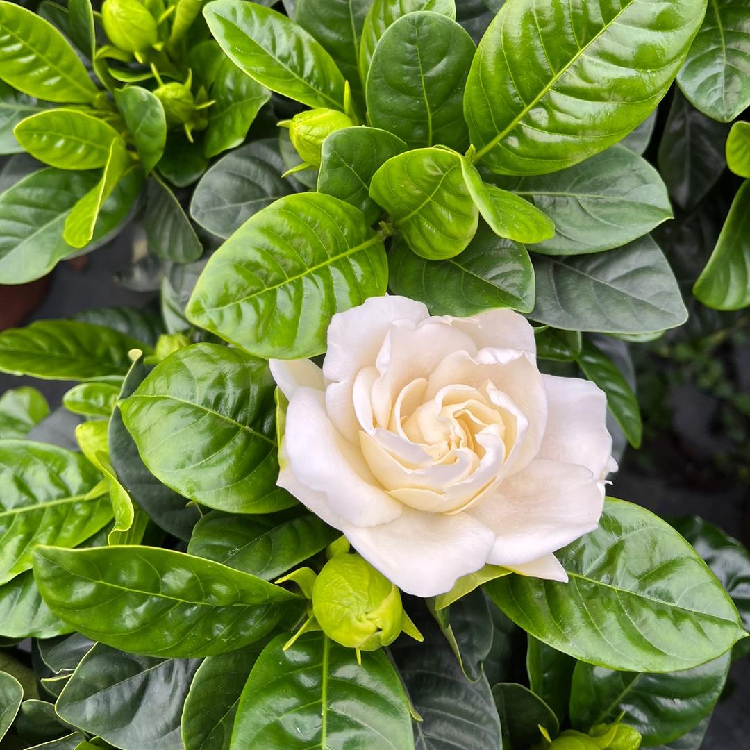 如意栀子花基地