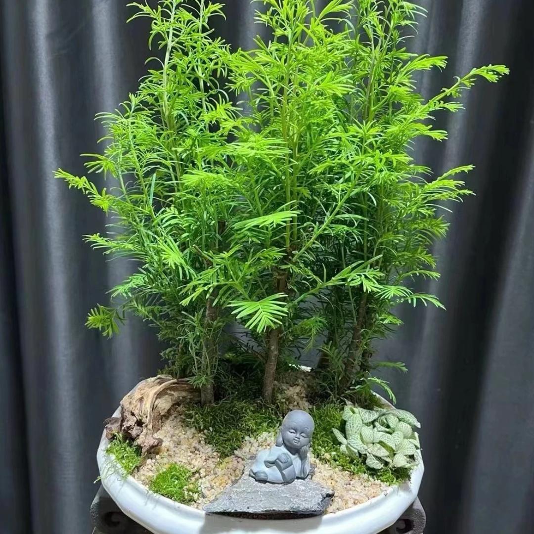 阳光苗木盆景园