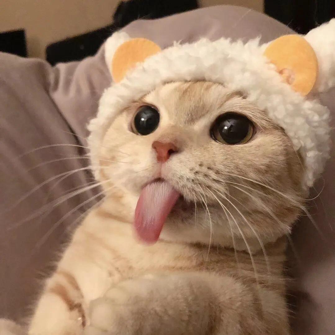 猫奴