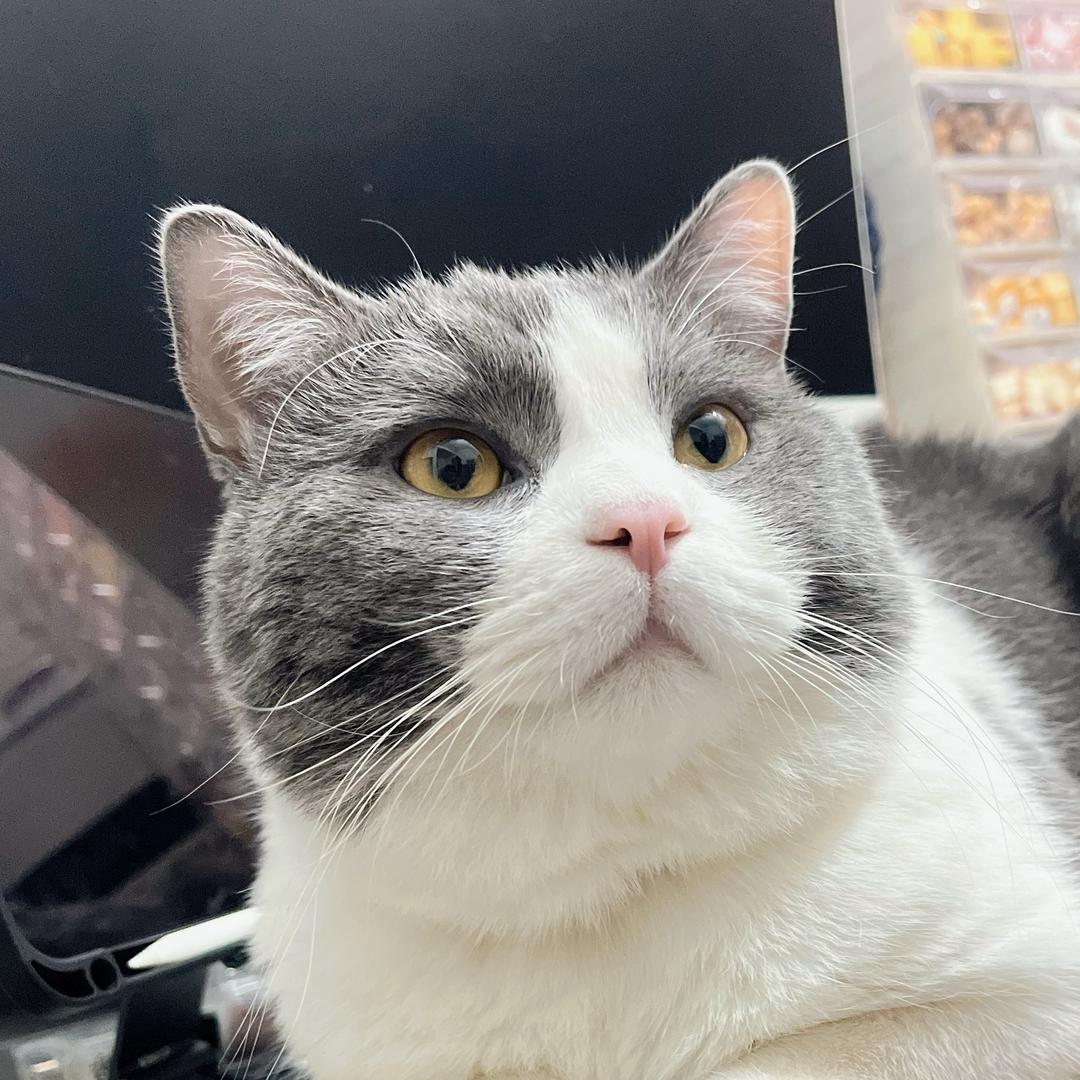 想喝旺仔牛奶了