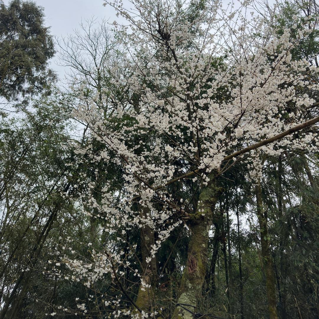 非洲黑粉