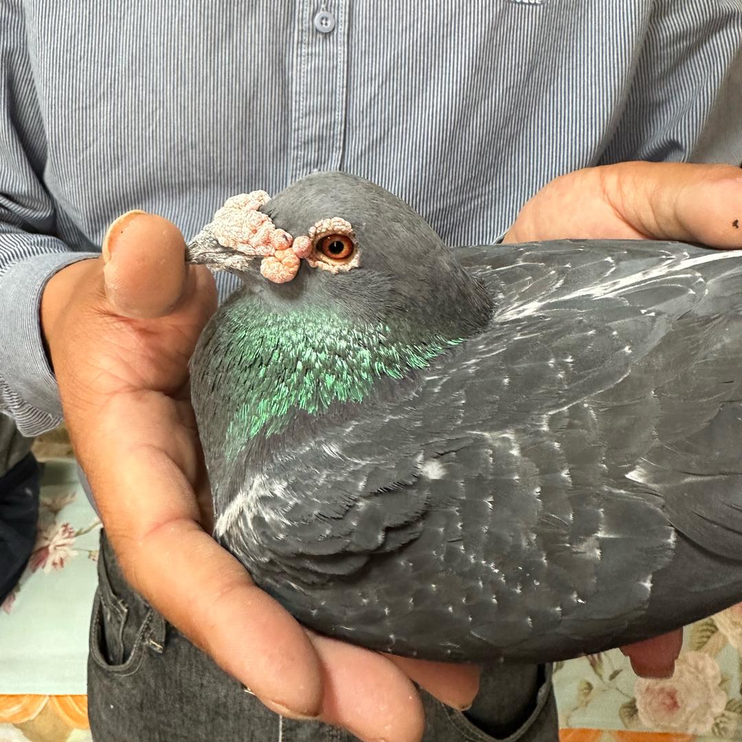 上海宝山吴淞李鸟远程赛鸽