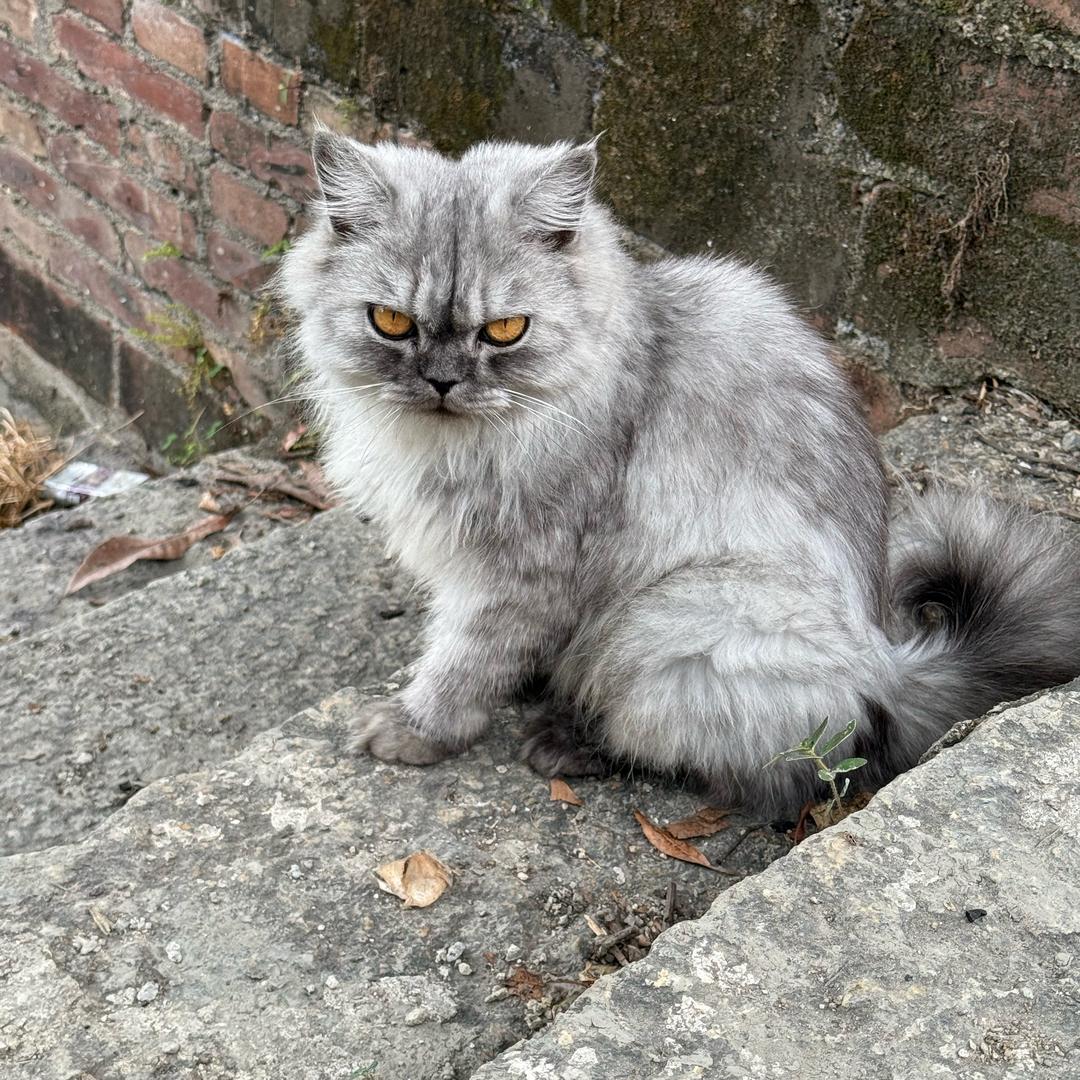 Violet (晚安星星小酒馆