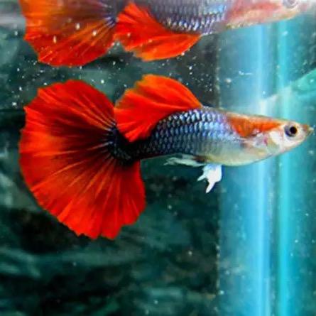 黑金观赏鱼养殖中心