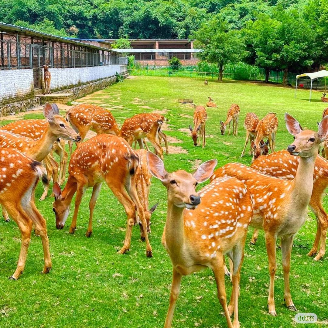 双阳鹿乡沐雨琳枫