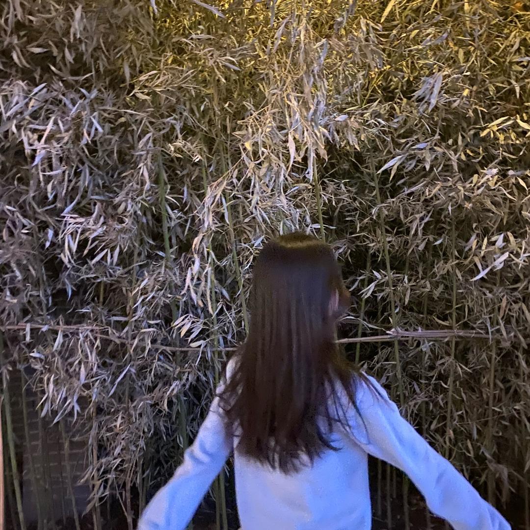 脆弱的小海苔