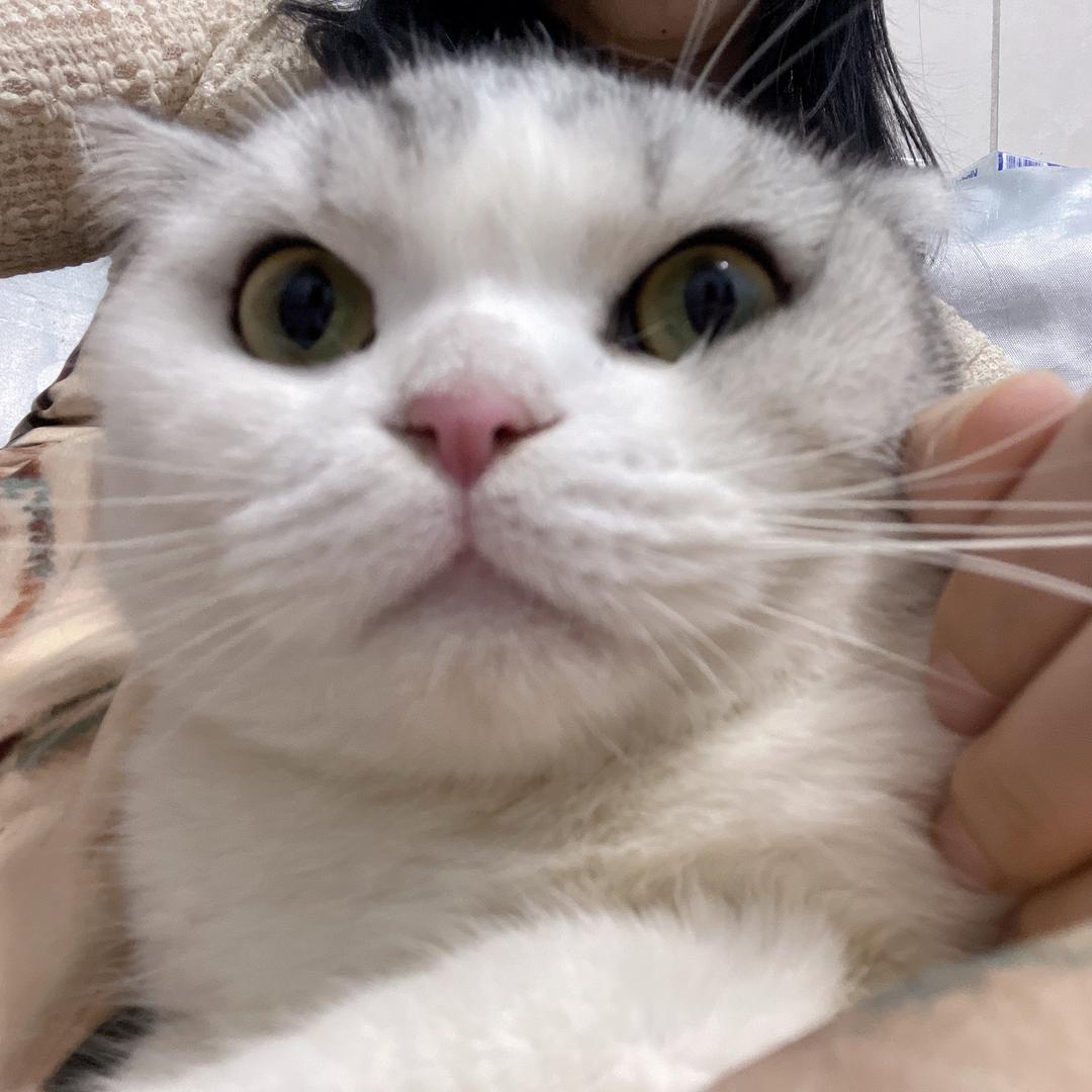 兔耳袋狸