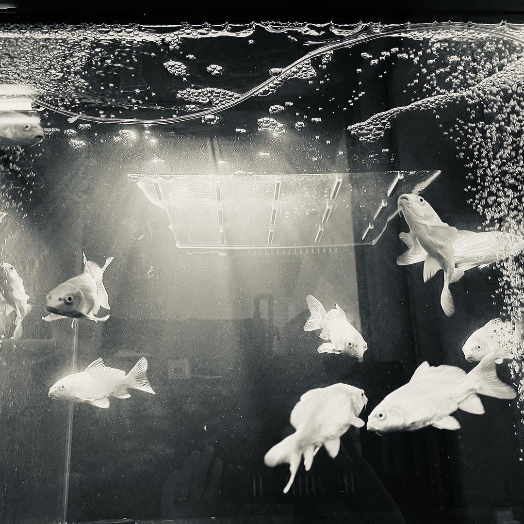 有条有鲤蝴蝶鲤