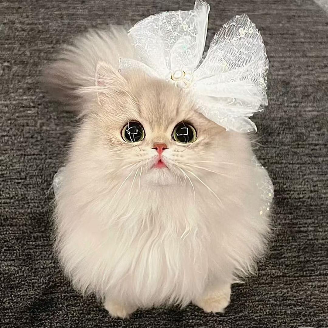 左左的猫(直播2号）