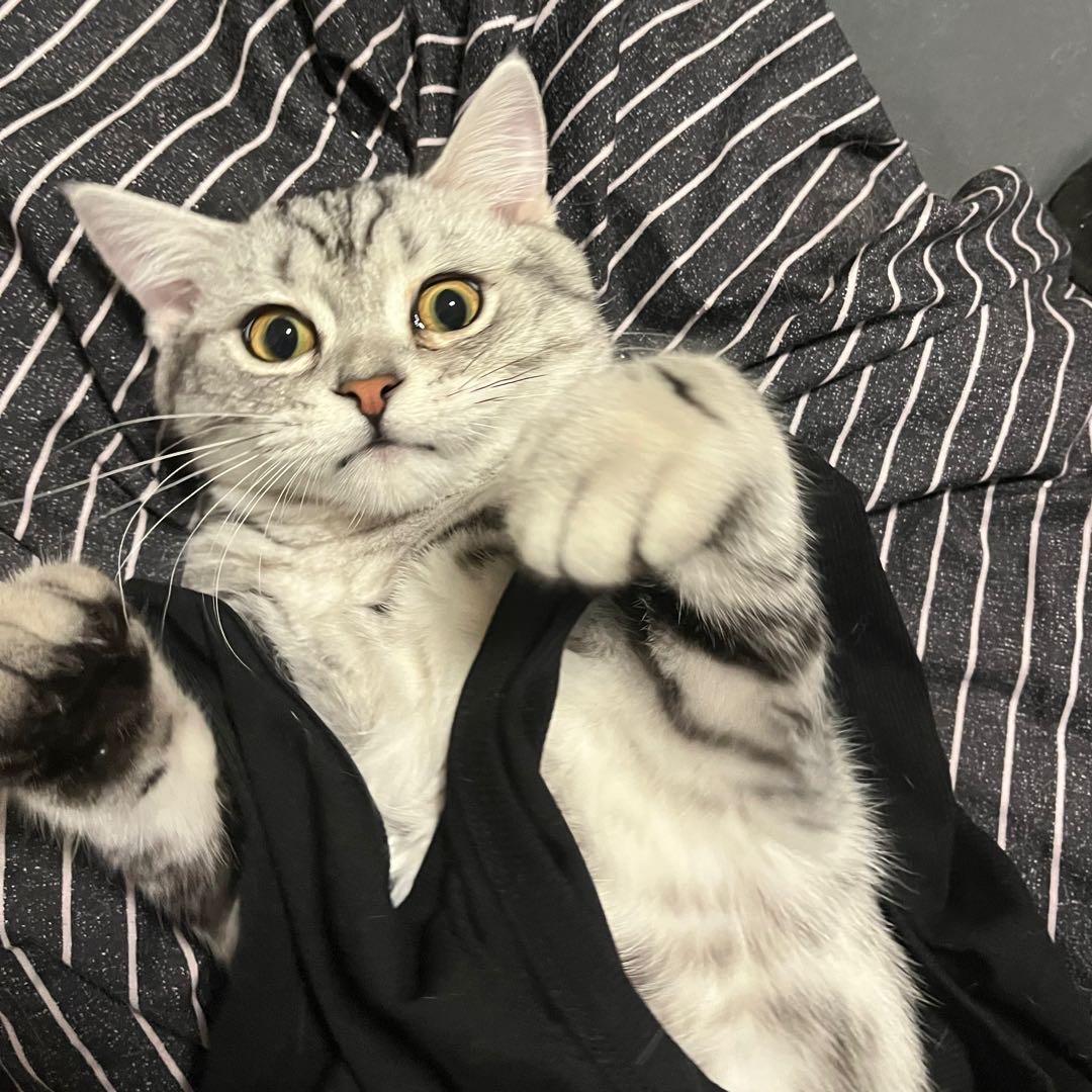 不爱吃鱼的猫.