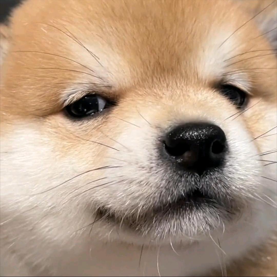 小荷才露尖尖角