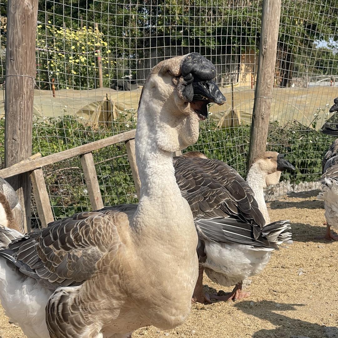 莲园狮头鹅经营部