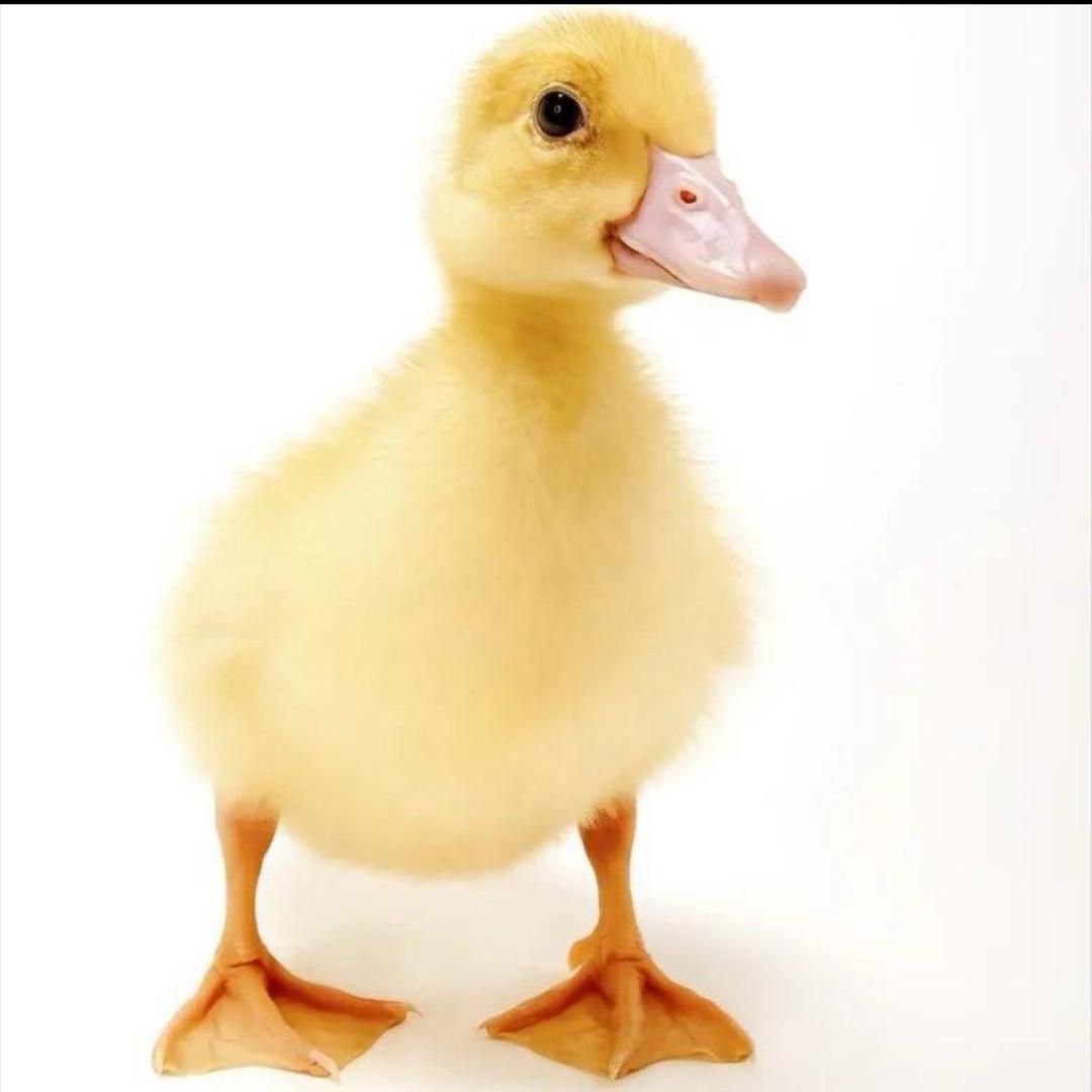 福建套狗集团董事长