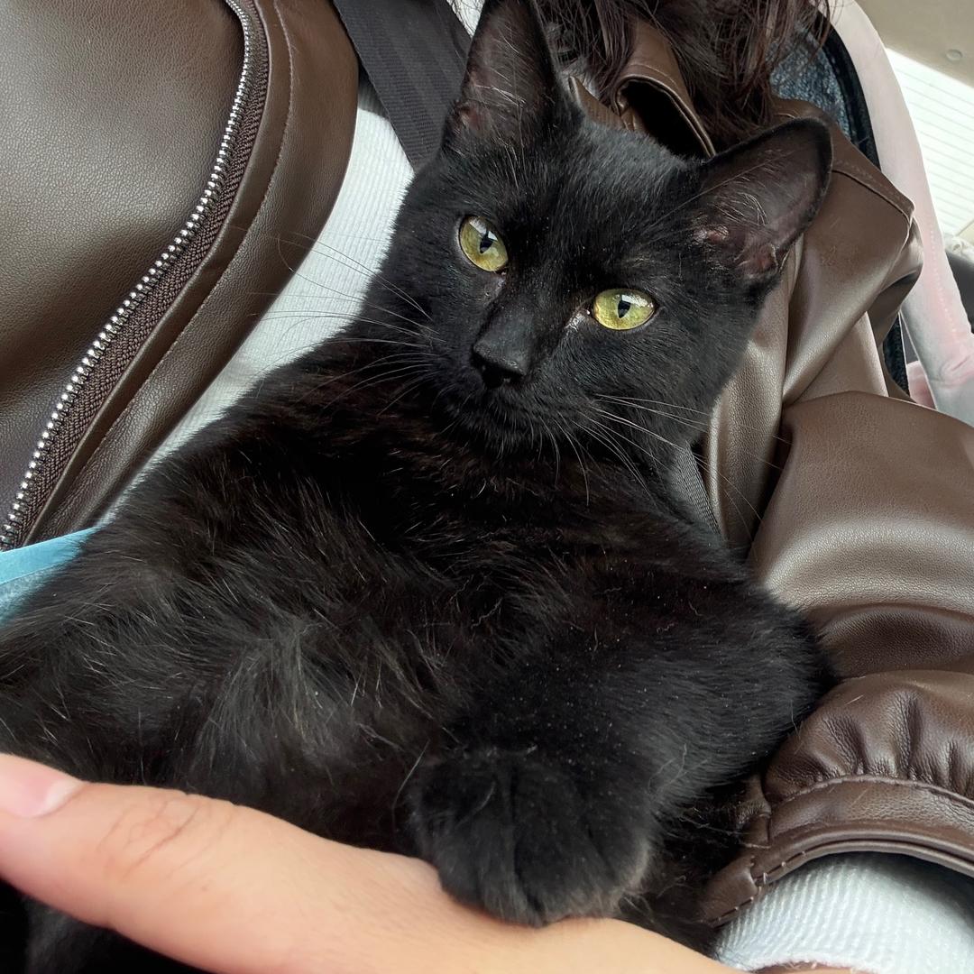 多咪是只黑猫