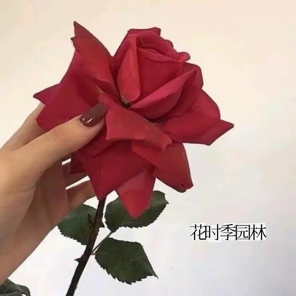 花时季园林