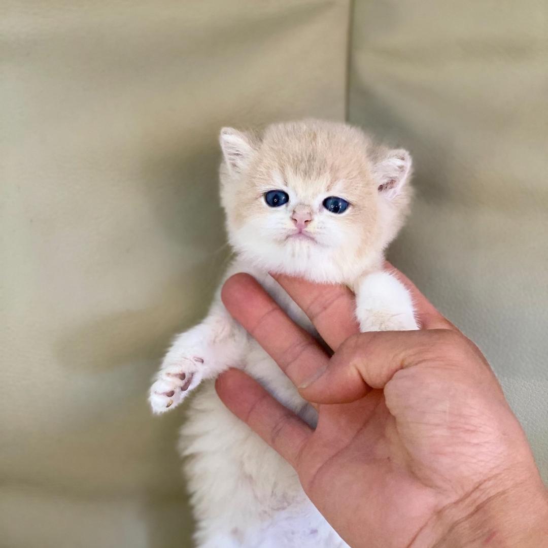 香猫满桌