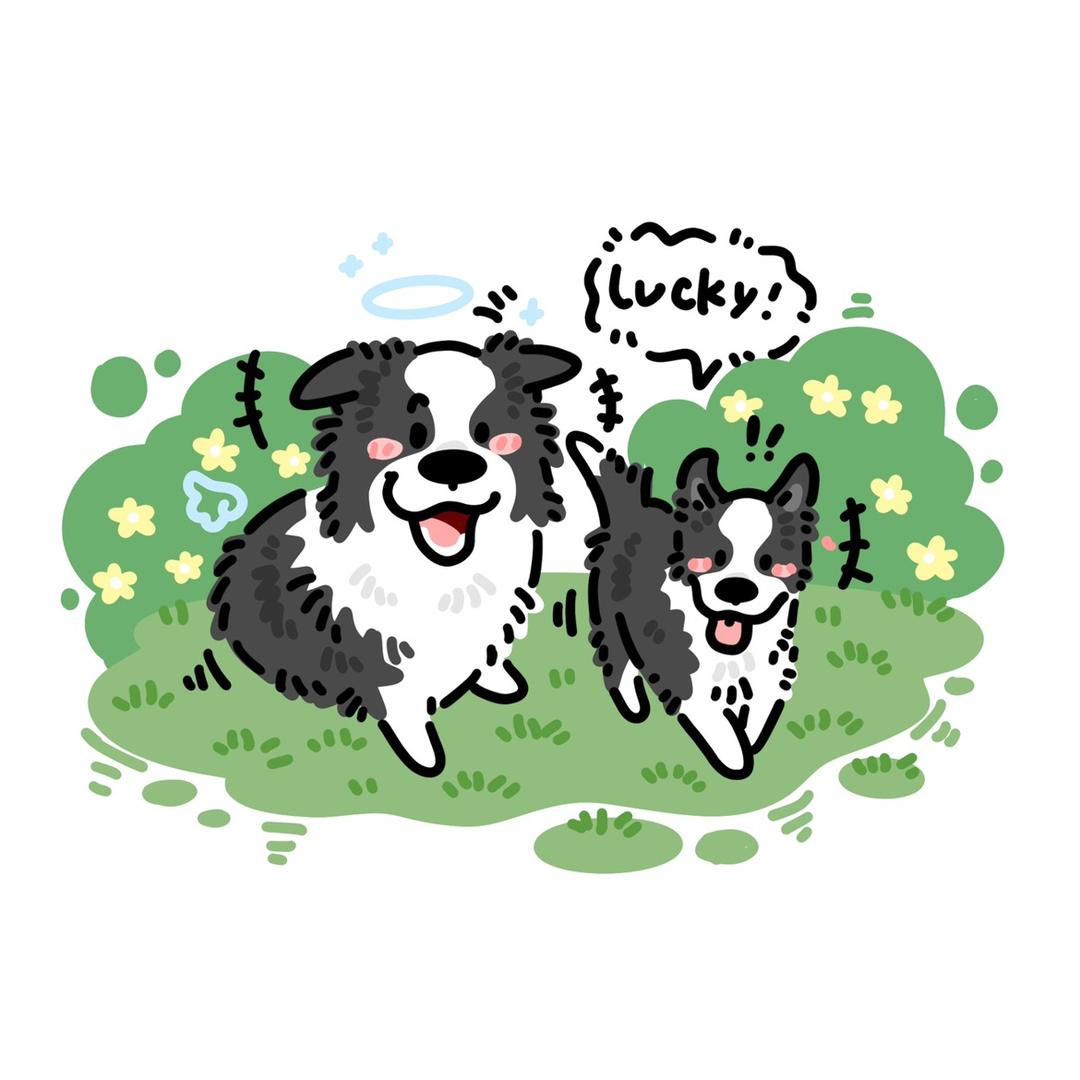 边牧Lucky宝贝