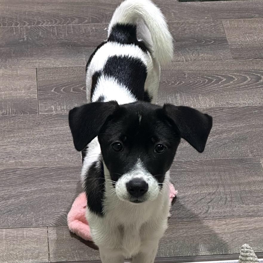 上海普陀寻狗 请帮小七回家