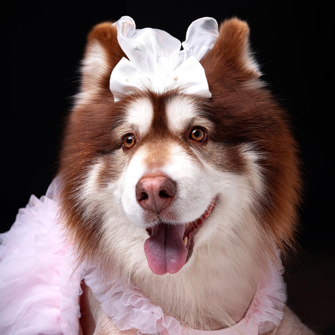 张6爱吃地瓜干🌸