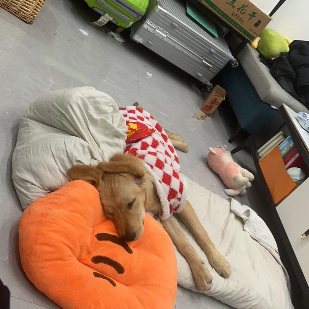 何甜甜（发财版）