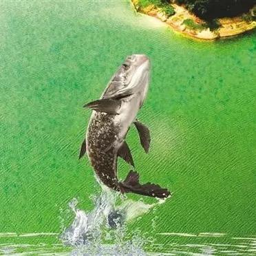 良品活鲜馆（升钟湖有机鱼）