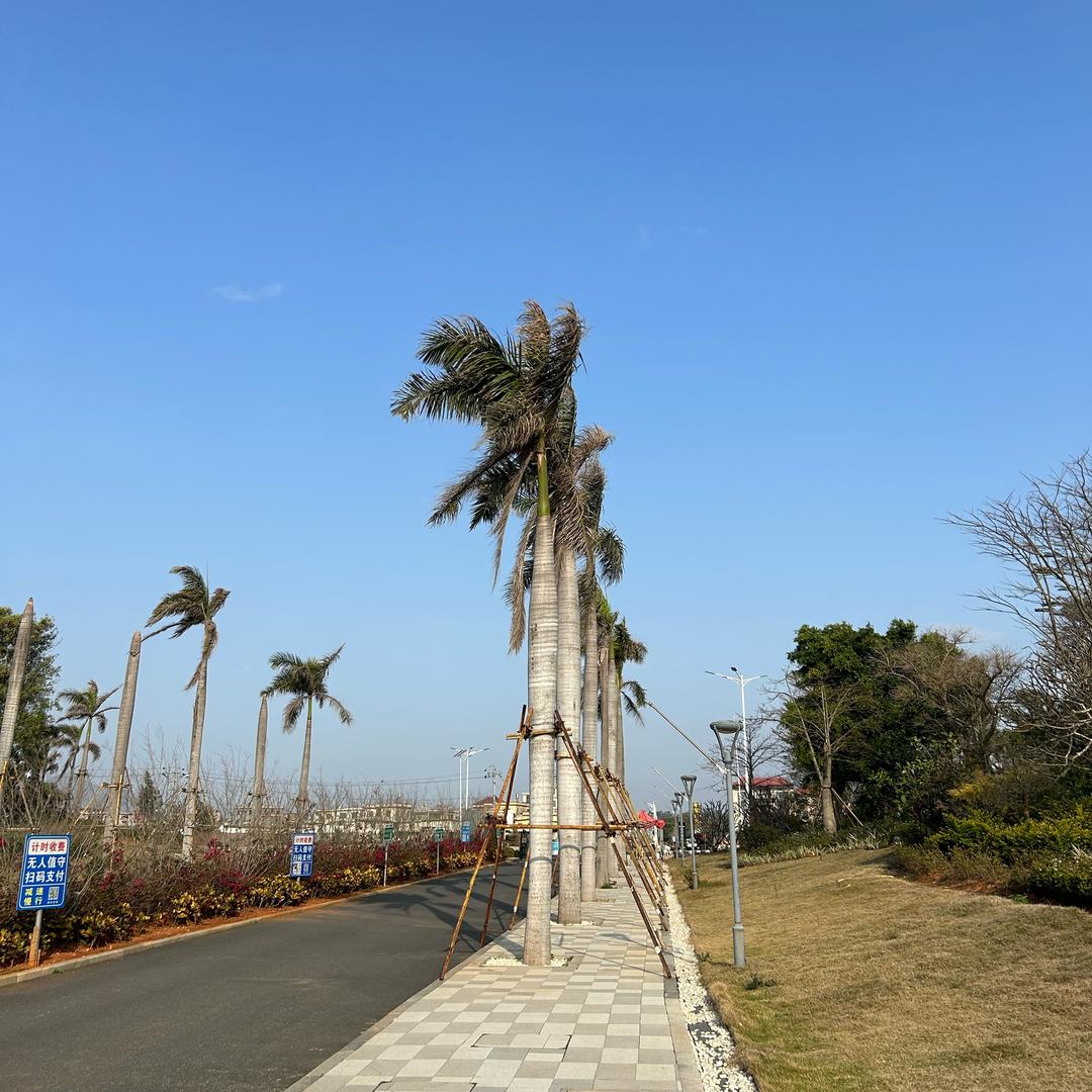 啥也不会、
