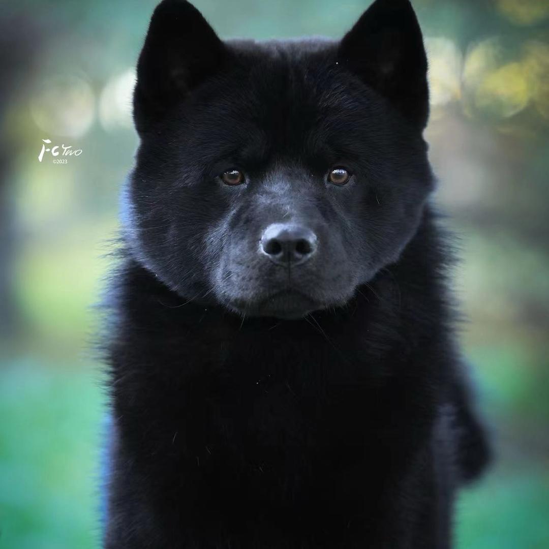 中华田园犬……唐狗五黑