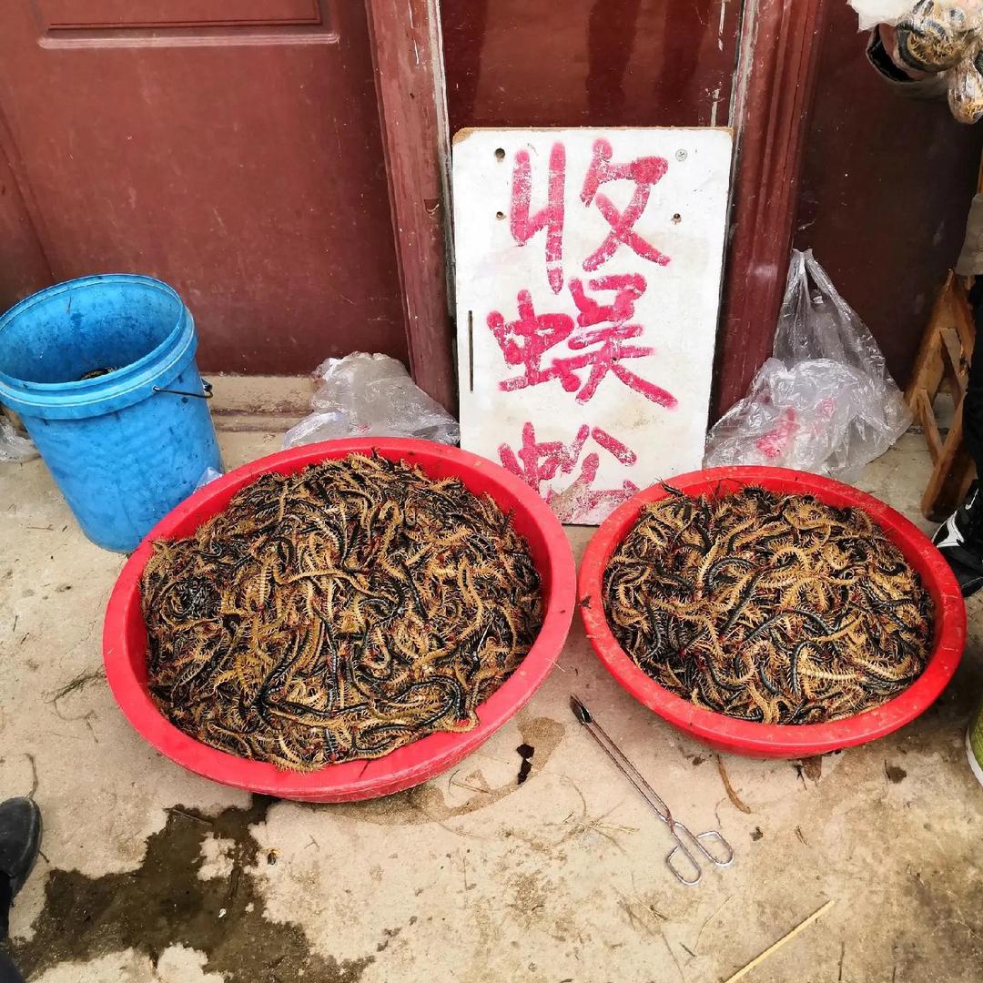 专业收购～昆虫类