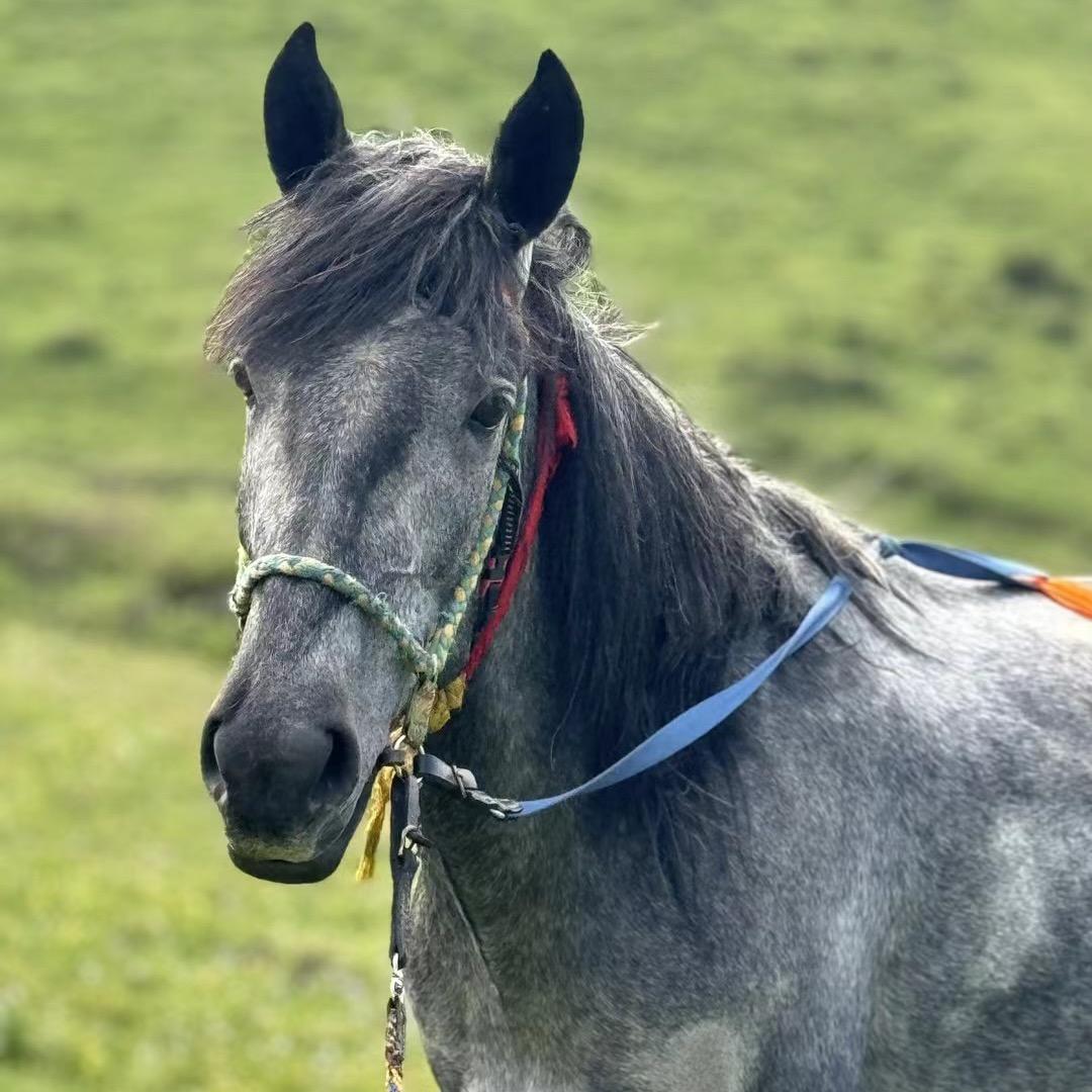 མྱི་སྐྱ་བོ།☠️