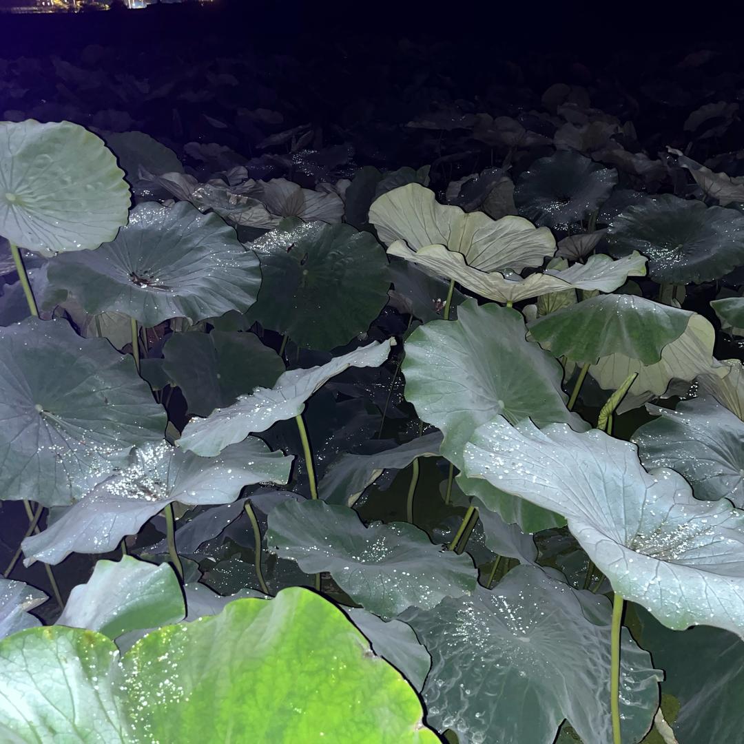 @༄執🥀唸࿐：❀̶̶ོൢ̶人̶间̶̶ོ