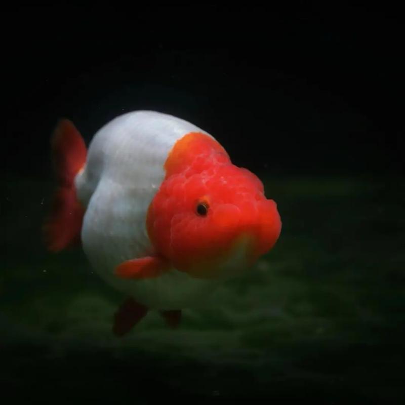小爽观赏鱼