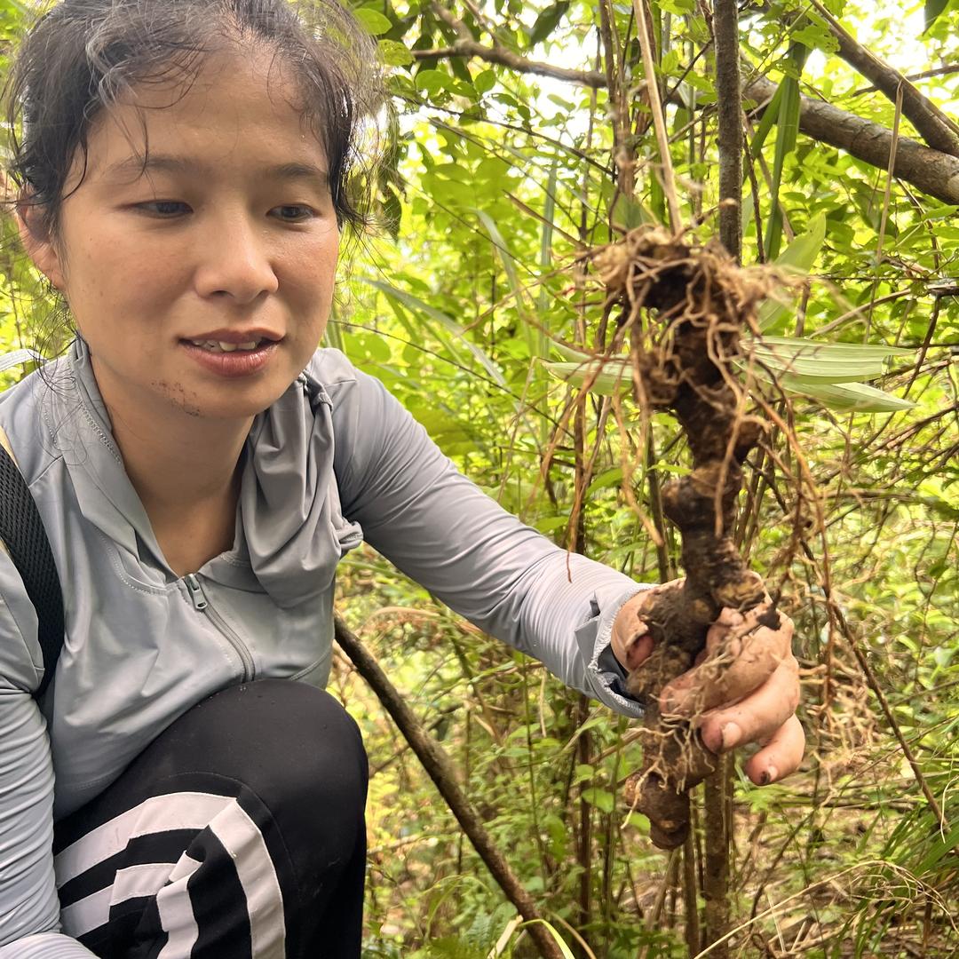 小云讲瑶药