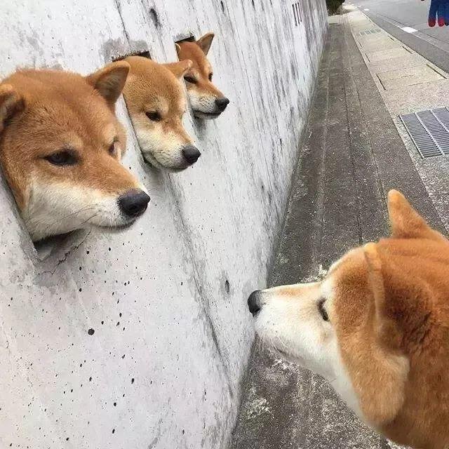 南言之隐