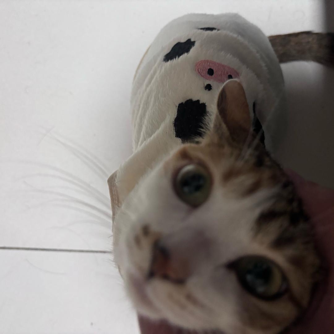 等我练出腹肌我就开直播胡说八道