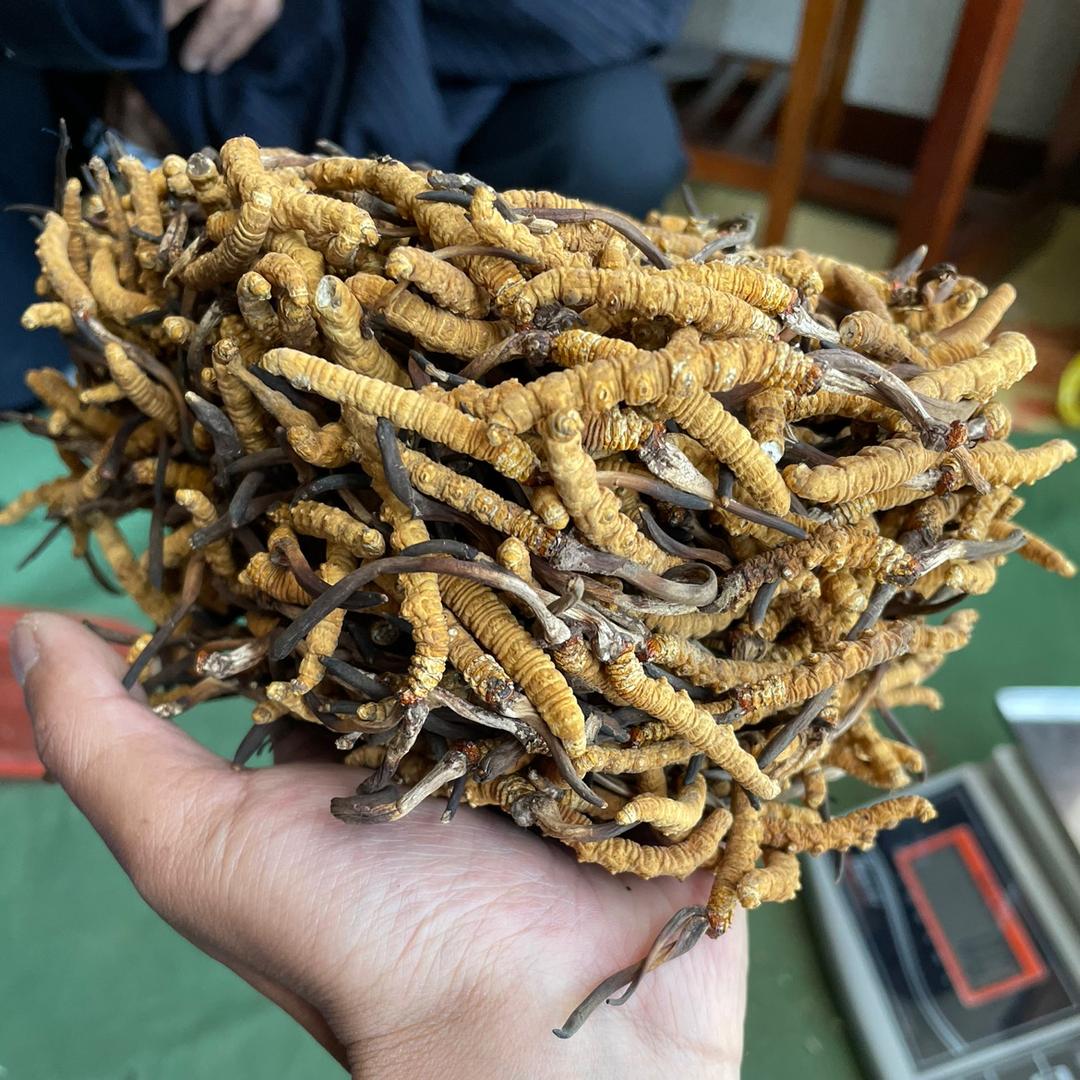 西藏（云哥）鼎盛堂虫草行