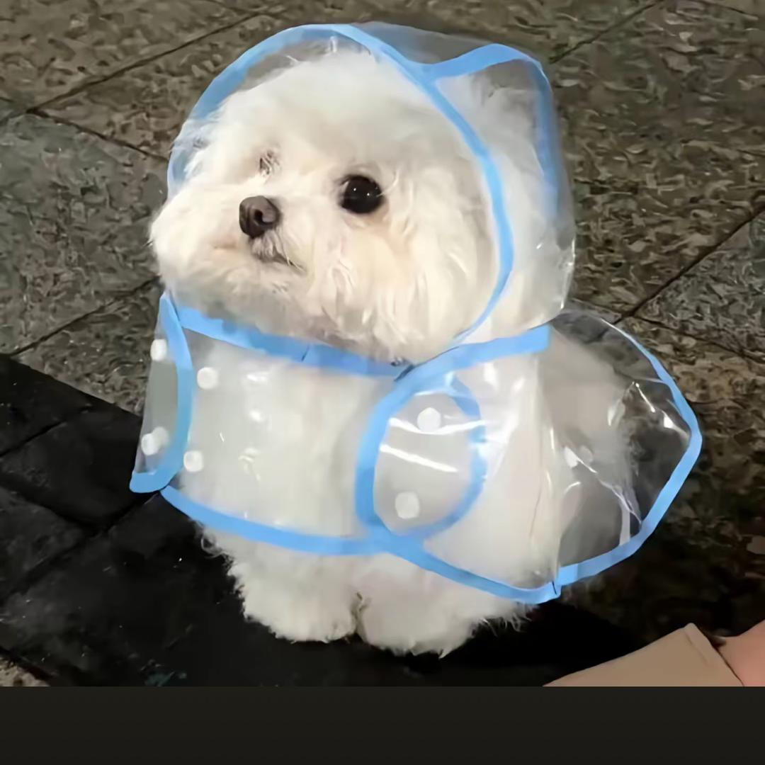 小狗汪汪汪汪