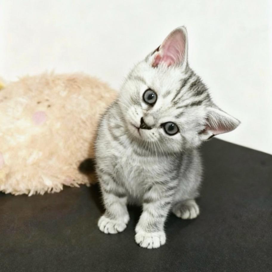 𝙔𝘼𝙉𝙂𝙎𝙄𝙌𝙄