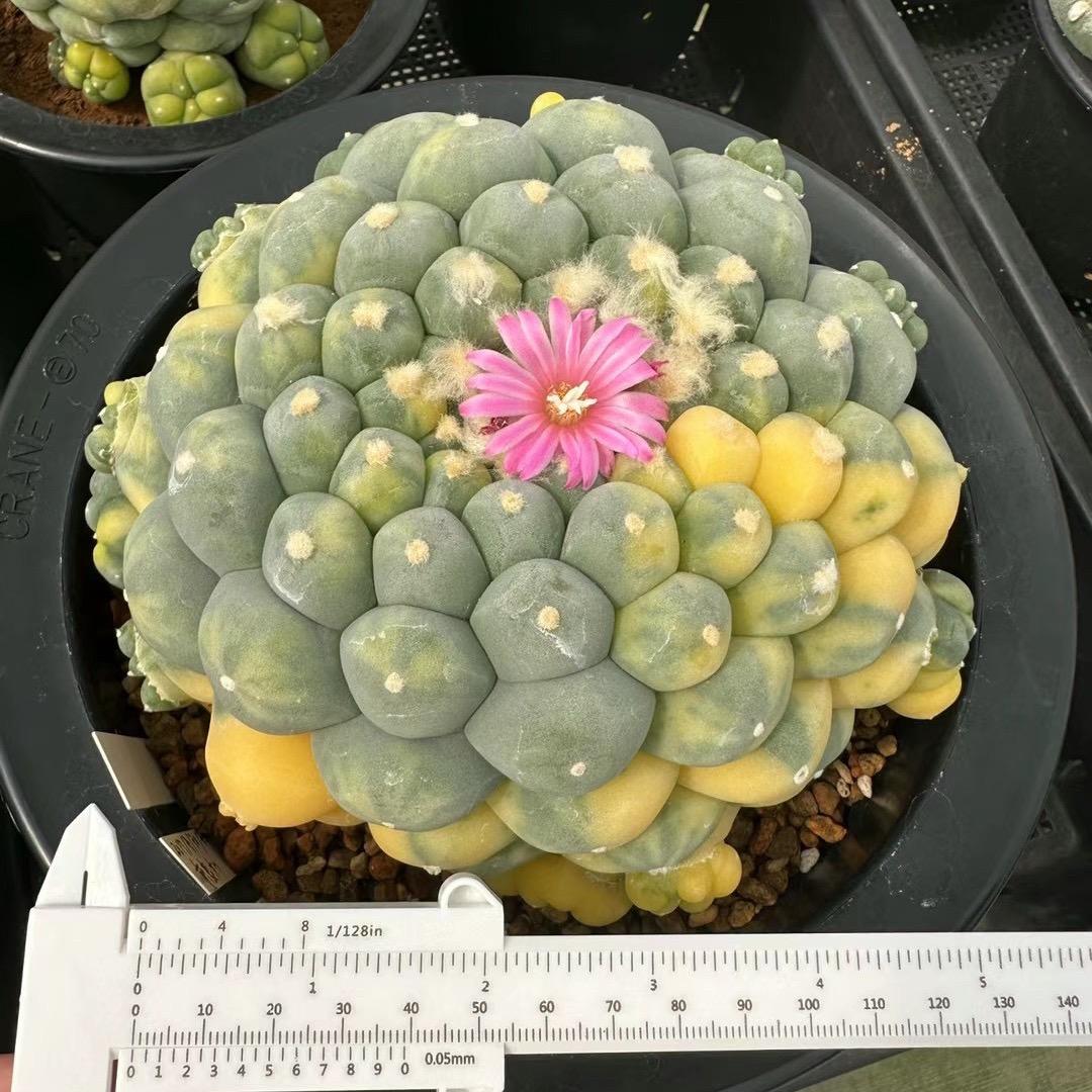 仙球阁