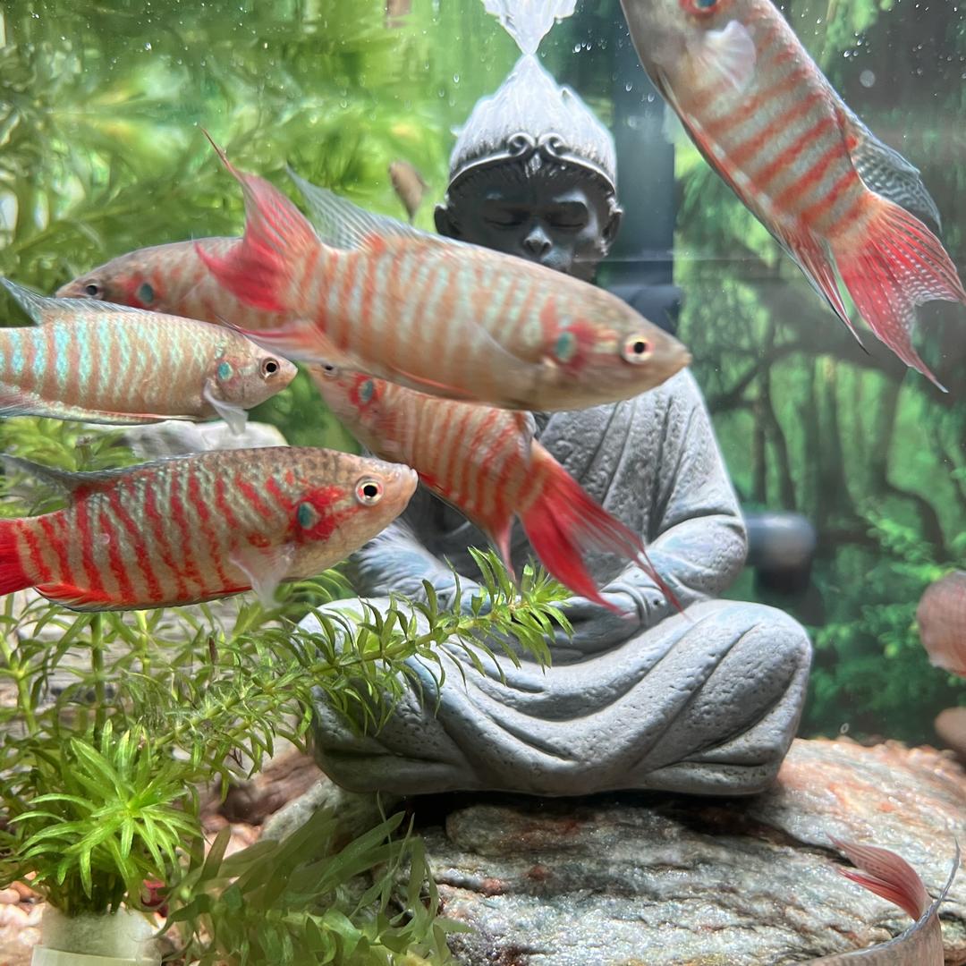 Seven-star魚宠