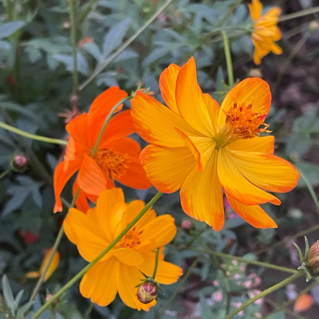 花开富贵888