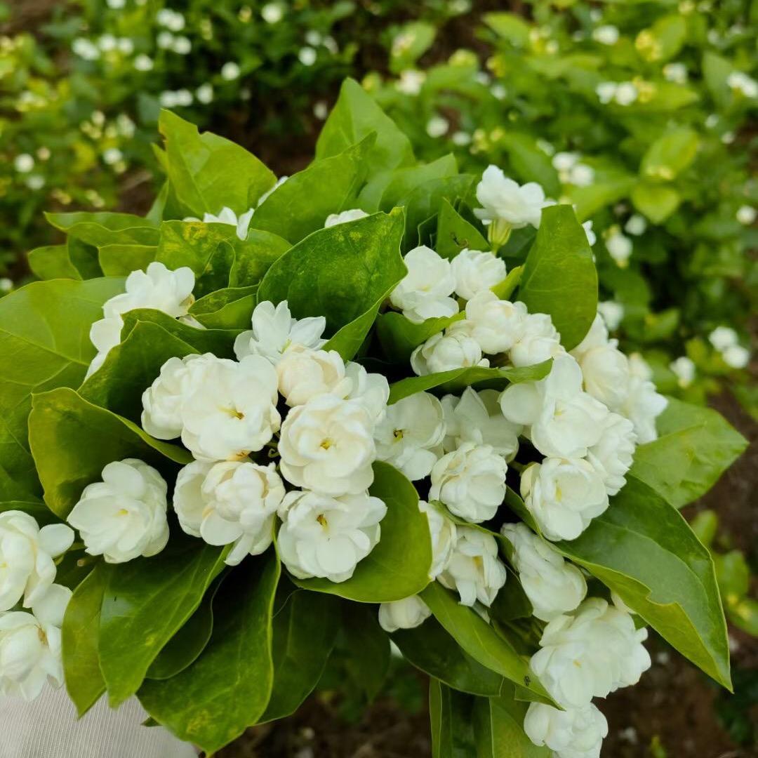 青香茉莉