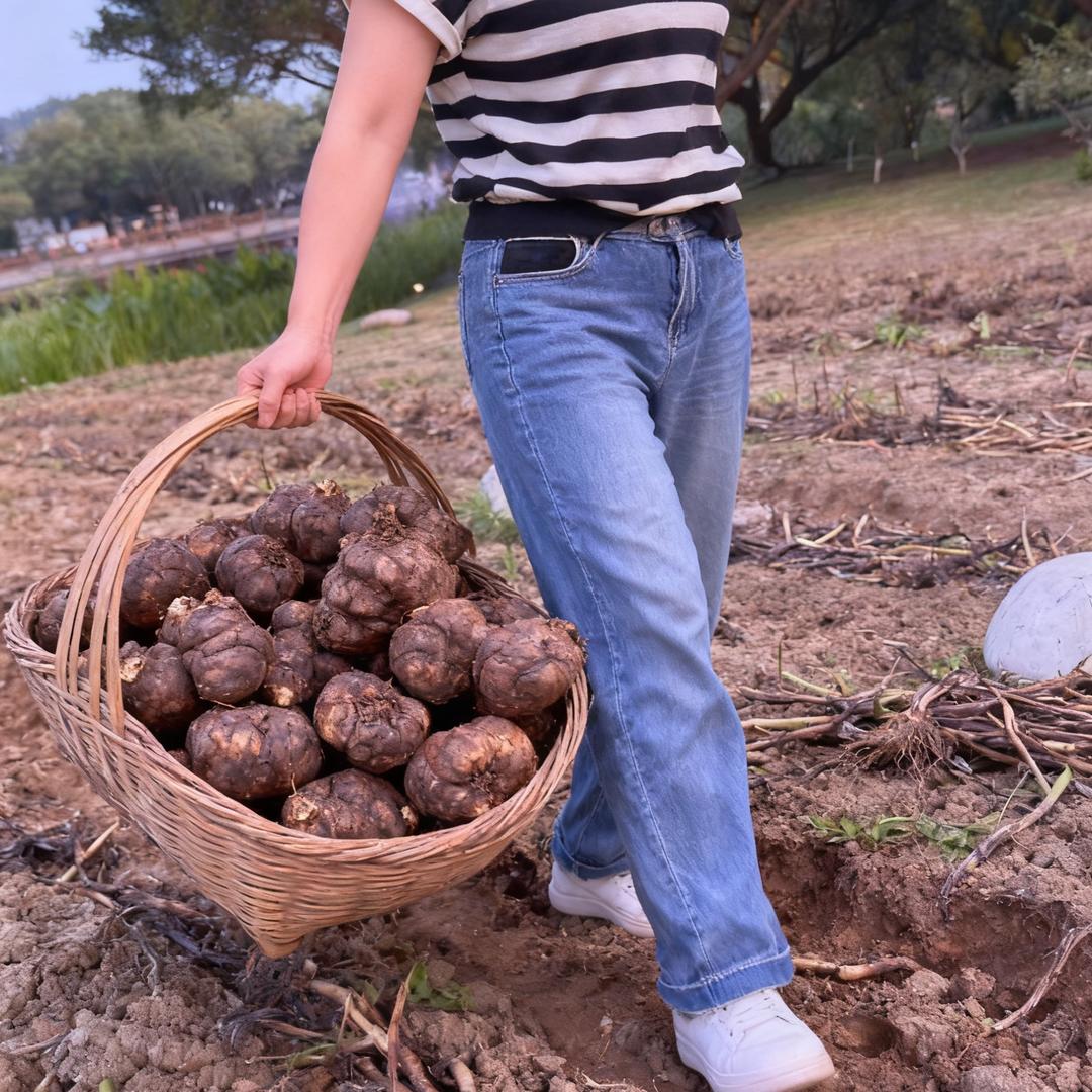 魔芋高产种植管理