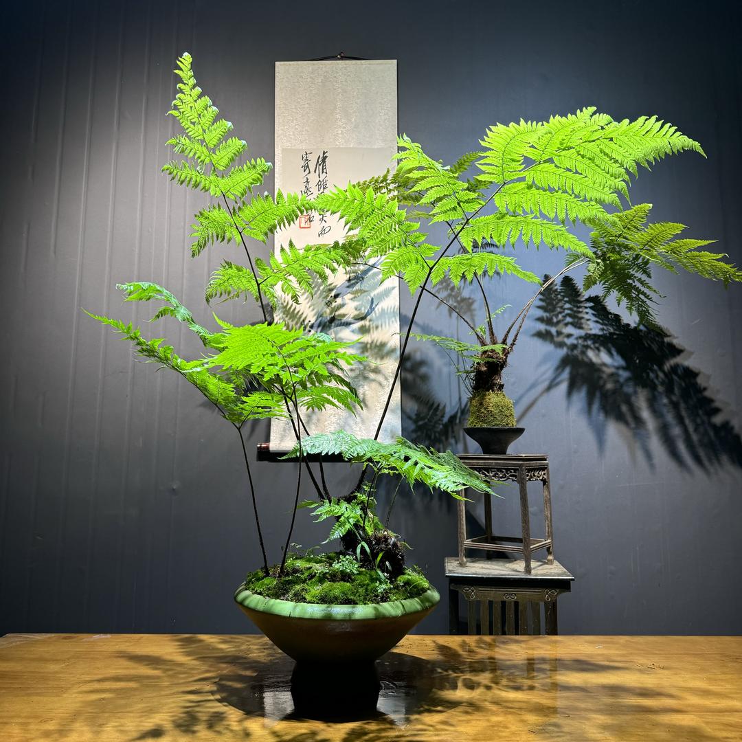 蕨类花卉
